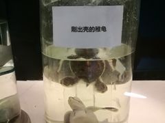 -广东惠东海龟国家级自然保护区