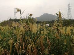 -西湖风景区-江洋畈生态公园