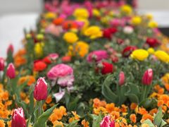 -丹东路渡口(轮渡站)