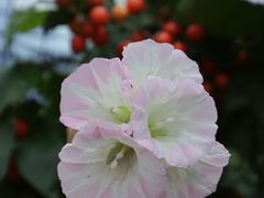 -樱桃山旅游景区