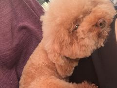 -Oh My Dog宠物沙龙(伊珊娜皮毛护理店)