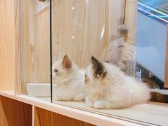 -屋虎猫馆(宝安大仟里店)