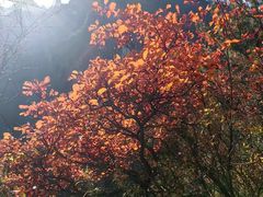 -太平万花山景区