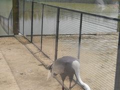-盐城丹顶鹤湿地生态旅游区