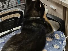 -瑞鹏宠物医院(大运分院)