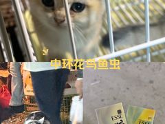 -中环花鸟鱼虫市场