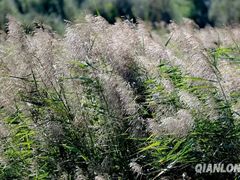 -永定河休闲森林公园