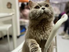 -我爱猫咪·猫咖·狗咖·安哥拉兔·羊驼咖(小寨华旗店)