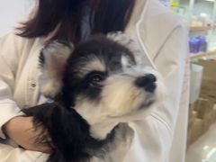 -翊宠yipet猫狗购宠庄园犬舍•猫舍