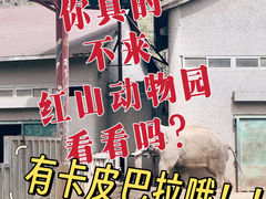 -红山森林动物园