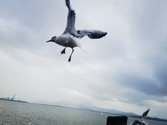 -深圳湾公园(南山区)