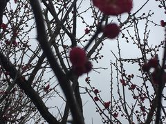 -香雪海