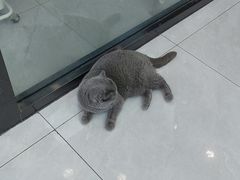 -中农大我爱我爱动物医院·核磁CT·猫病·24小时夜诊中心(石佛营店)