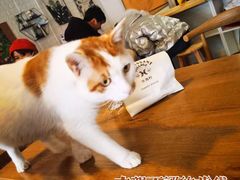 -平行世界·猫咖(首经贸店)