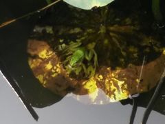 -荷花荡