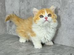 -小猫来了·猫舍(红山六九七九店)