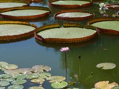 -国家植物园南园