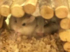 -龙猫仔乐园(惠福东路店)