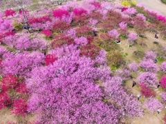 -秀丽东方
