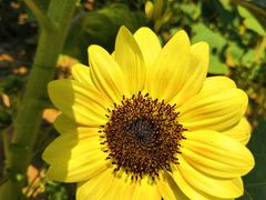 -艾溪湖湿地公园