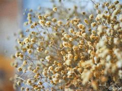 android_upload_pic-17号蓝滩咖啡馆(武夷山店)