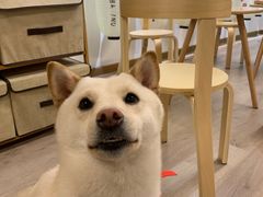 -柴迷FANS CLUB·柴犬狗咖·猫咖