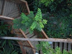 -郑州植物园