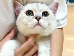 -lincat·猫舍(广州店)