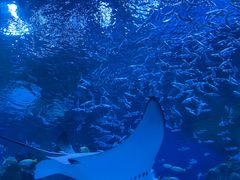 -海合安成都极地海洋公园