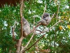 -广州长隆野生动物世界