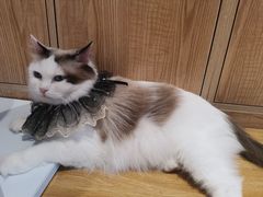 -啵啵喵·猫咖(攀华国际店)