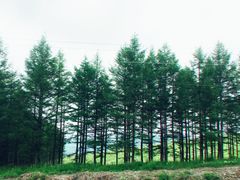 -乌兰布统草原