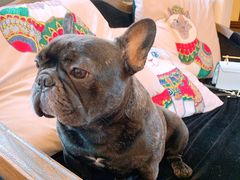 -more than meow吴止猫主题餐厅(承德 中船汇店)