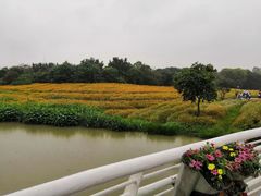 -海珠湖公园