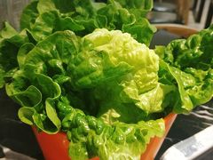 生菜-古乐牛香·鲜牛肉牛杂火锅(五一中路店)