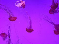 -沈阳海洋探索中心