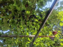 -钰田大院·碳烤虹鳟鱼·怀柔地道农家菜(雁栖湖店)