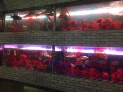 -大自然花鸟鱼虫市场