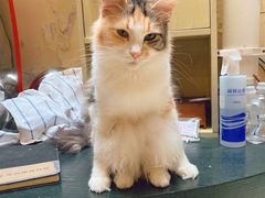 -猫色咖啡·猫咖