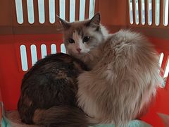 -纳吉亚猫专科动物医院·北北分院