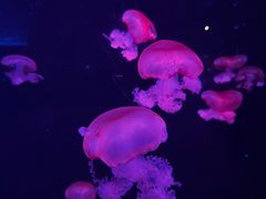 -哈尔滨波塞冬海底世界