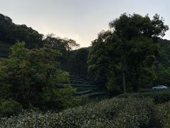 -龙井村