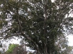 -墨尔本皇家植物园