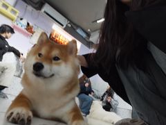 -毛绒耶耶撸宠馆·猫咖·狗咖·荷兰猪咖
