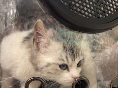 -宠福鑫康馨动物医院·骨科·眼科