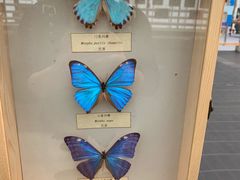 -上海鲜花港
