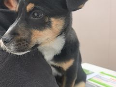 -瑞鹏宠物医院·超声·骨科·奇麟分院(蜀都万达店)