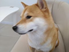 -怪兽屋·羊驼·猫咖·狗咖(俊华广场店)