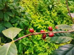 -MUSEO COFFEE咖啡博物馆