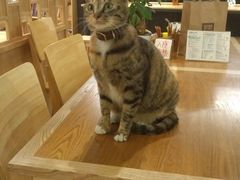 -猫的天空之城概念书店(杭州南宋御街店)